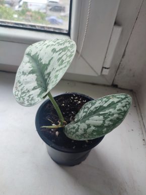 Scindapsus pictus Exotica #3