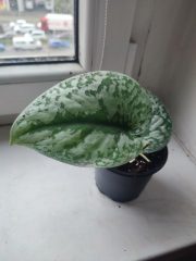 IMG_20250528_084643.jpg