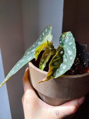 Begonia Maculata