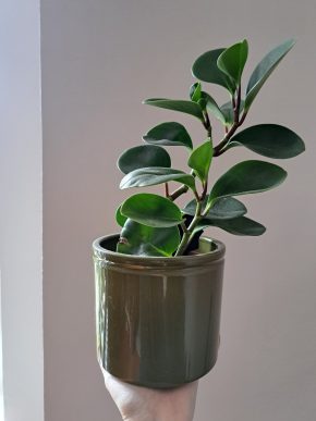 Peperomia - Pepřinec