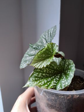 Begonia Polka Dot