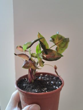 Syngonium Pink