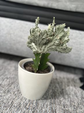 Euphorbia lactea roubovaná