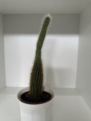 IMG_3145.jpeg