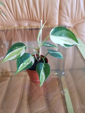 Philodendron hederaceum "Cream Splash" - baby rostlinka