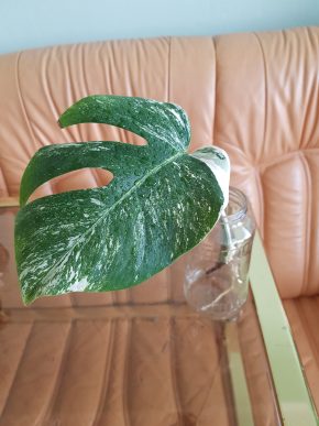 Monstera Albo Variegata - kořenící řízek již s aktivním růstový bodem