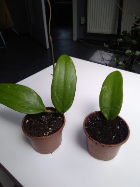 Hoya rigida