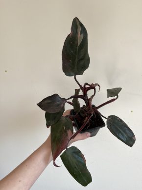 Philodendron Pink Princess