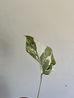 Monstera Albo Variegata 1