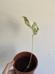 IMG_1207.jpeg
