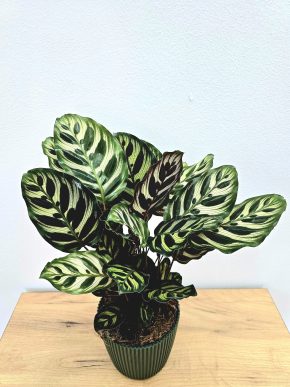 Calathea Makoyana