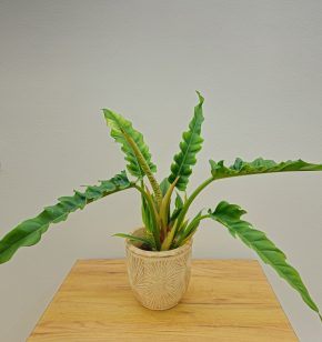 Philodendron Narrow Escape
