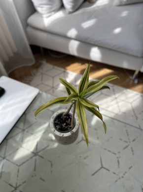 🌿 Zakořeněný řízek – Dracaena reflexa ‘Song of India’ 🪴 ✨