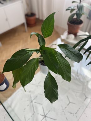 Peace of Lilly