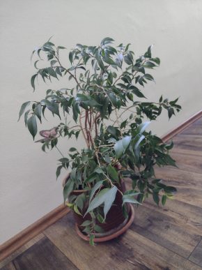 Ficus - dospělá rostlina