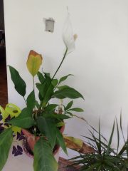 IMG_20250601_110055501.jpg