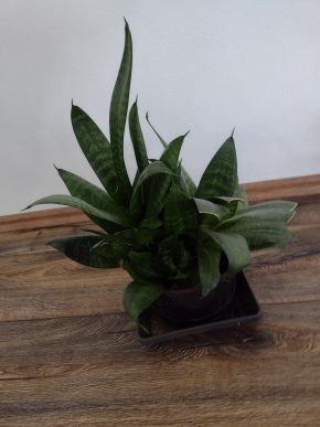 Sansevieria (tchýnin jazyk) -nekolik kusů v 1 květináči