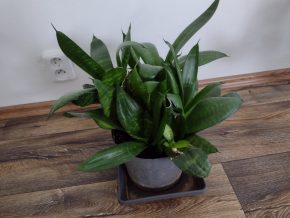 2.Sansevieria -nekolik kusů v 1 květináči