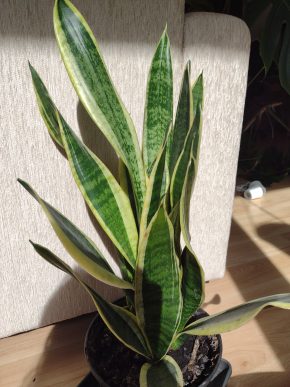 Sansevieria trifasciata - variegata
