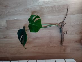 Monstera deliciosa 2 - řízek s fenestraci
