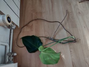 Monstera deliciosa - řízek 3.
