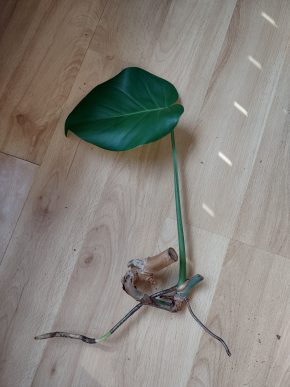 Monstera deliciosa - řízek 4