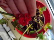 IMG_20250601_164018858.jpg