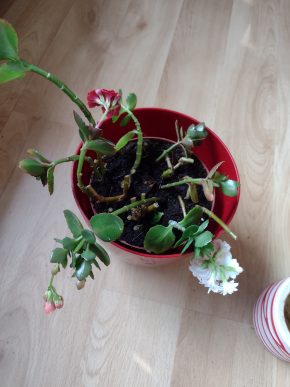 Kalanchoe - řízky (3 barvy)