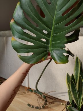 Monstera deliciosa - velký řízek s fenestraci a několika vzdušnými kořeny