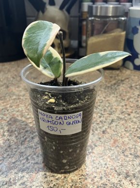 Hoya carnosa Crimson Queen/Flamingo Dream