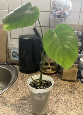 Anthurium Red