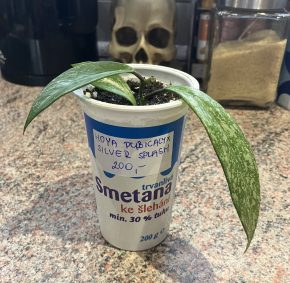 Hoya Pubicallyx Silver Splash