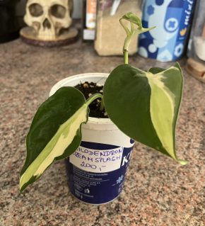 Philodendron Creamsplash