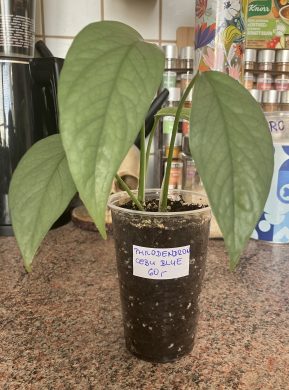 Philodendron Cebu Blue