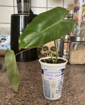 Philodendron Paraiso Verde