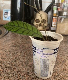 Hoya Callistophylla
