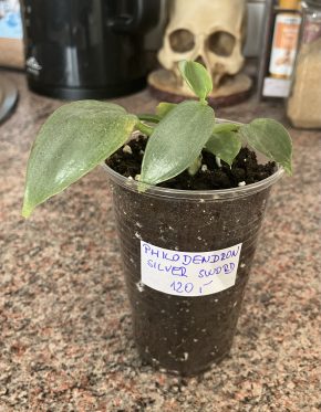 Philodendron Silver Sword
