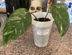 Epipremnum Pinnatum Albo