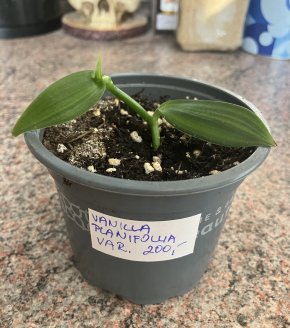 Vanilla Planifollia var.