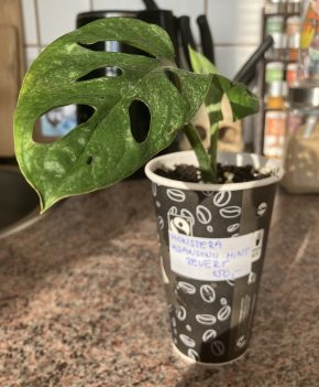 Monstera Adansonii Mint - revertuje