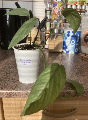 Epipremnum Cebu Blue