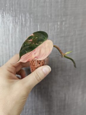 Philodendron micans variegated