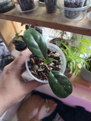 Hoya Carnosa 🌿