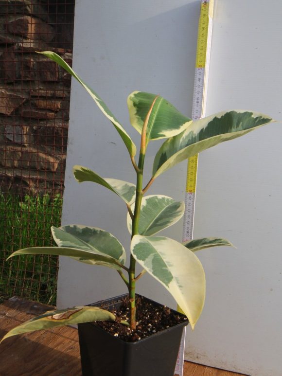 Ficus elastica robusta Tineke (panašovaný) 13x13 cca 50 cm.jpg