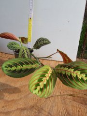 Maranta leuconera Fascinator (tříbarevná) 8 cm 2.jpg