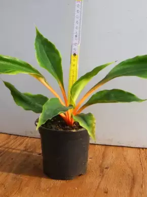 Chlorophytum orchidastrum