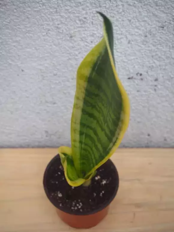 PA152307.webp