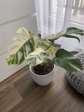 Monstera albo veriegata