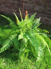 Nephrolepis exaltata  20 cm.jpg