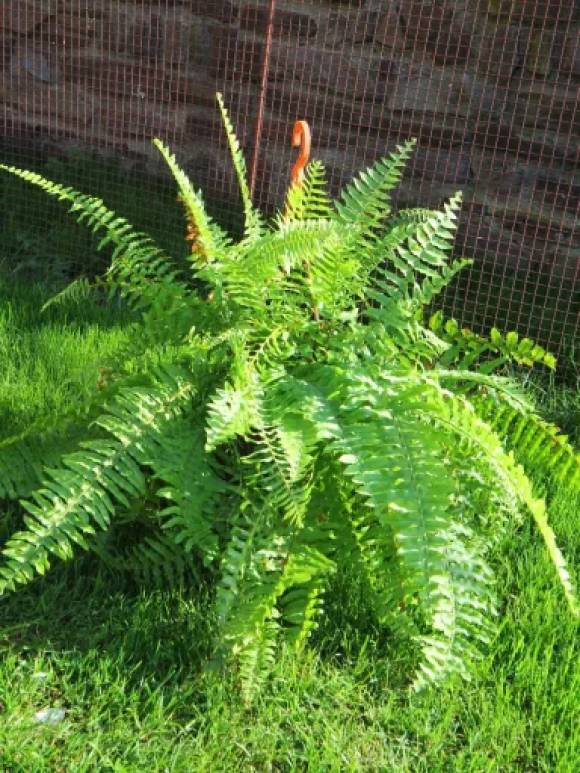 Nephrolepis exaltata  20 cm.jpg